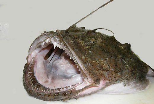 Lophius piscatorius_04.jpg